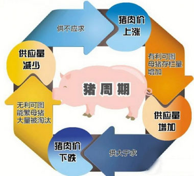 擺脫“豬周期”需要市場信息及時傳導(dǎo)